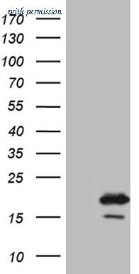 OriGene CF809756 image 1