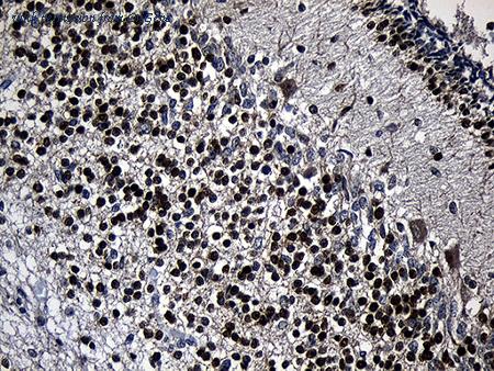 OriGene CF809759 image 1