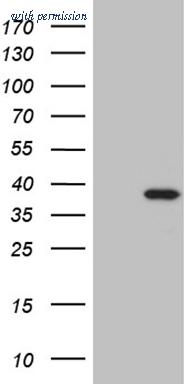 OriGene CF809761 image 1