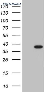 OriGene CF809762 image 1