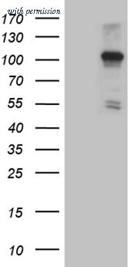 OriGene CF809764 image 1