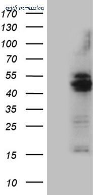 OriGene CF809767 image 1