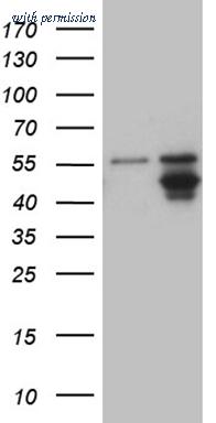 OriGene CF809768 image 1