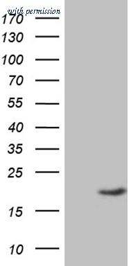 OriGene CF809781 image 1