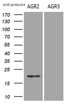OriGene CF809783 image 1
