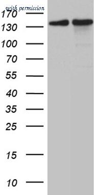 OriGene CF809790 image 1