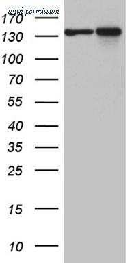 OriGene CF809793 image 1