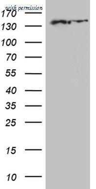 OriGene CF809795 image 1