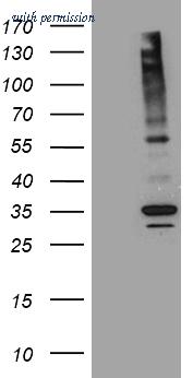 OriGene CF809796 image 1