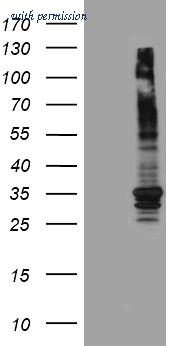 OriGene CF809803 image 1