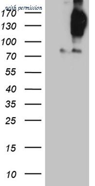OriGene CF809806 image 1
