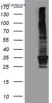 OriGene CF809814 image 1