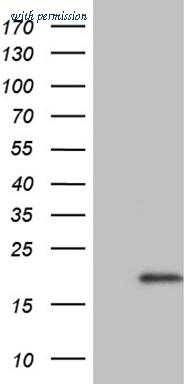 OriGene CF809817 image 1