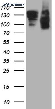OriGene CF809844 image 1