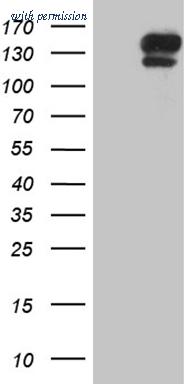 OriGene CF809845 image 1