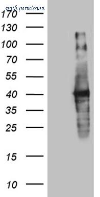 OriGene CF809847 image 1