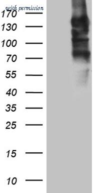OriGene CF809848 image 1