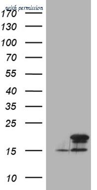 OriGene CF809884 image 1