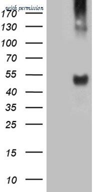 OriGene CF809923 image 1