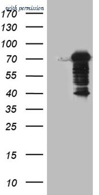 OriGene CF809933 image 1