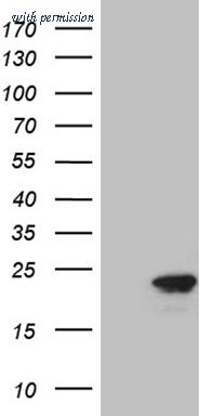OriGene CF809937 image 1