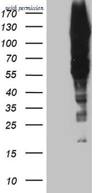 OriGene CF809948 image 1