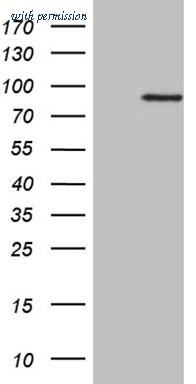 OriGene CF809950 image 1