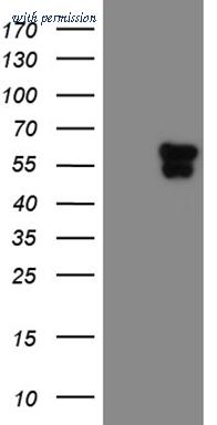 OriGene CF809970 image 1