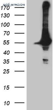 OriGene CF809971 image 1