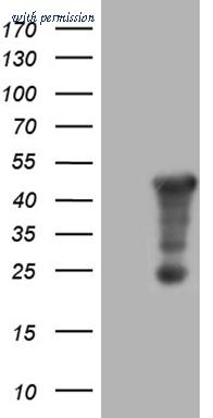 OriGene CF809977 image 1