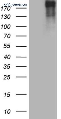 OriGene CF809994 image 1