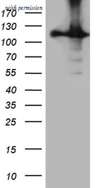 OriGene CF810064 image 1