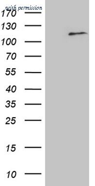OriGene CF810094 image 1