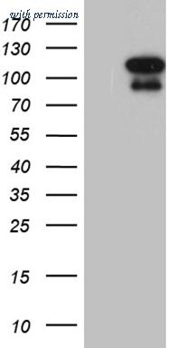 OriGene CF810096 image 1