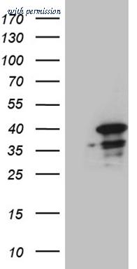 OriGene CF810099 image 1