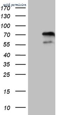 OriGene CF810109 image 1