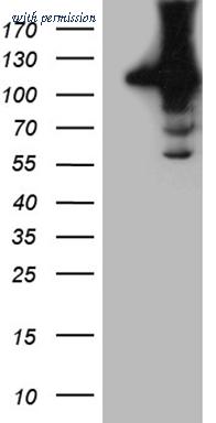 OriGene CF810113 image 1