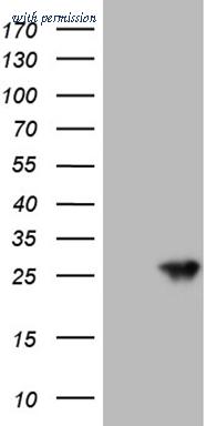 OriGene CF810161 image 1