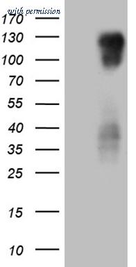 OriGene CF810169 image 1