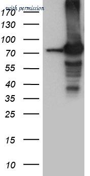 OriGene CF810190 image 1