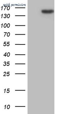 OriGene CF810191 image 1