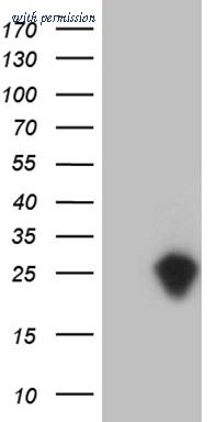 OriGene CF810204 image 1