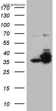 OriGene CF810212 image 1