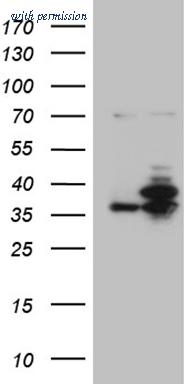 OriGene CF810213 image 1