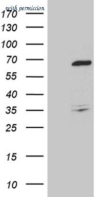 OriGene CF810290 image 1