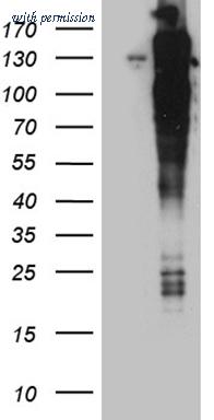 OriGene CF810293 image 1