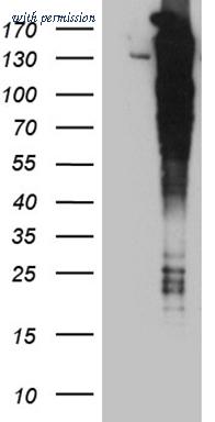 OriGene CF810295 image 1