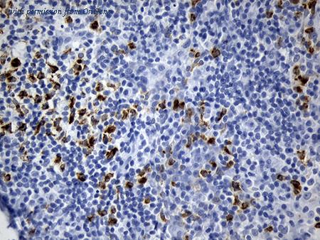 OriGene CF810299 image 1