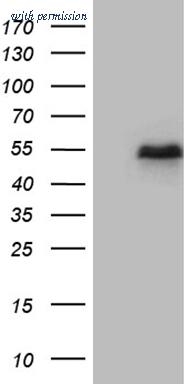OriGene CF810302 image 1