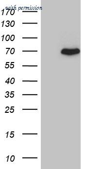 OriGene CF810313 image 1